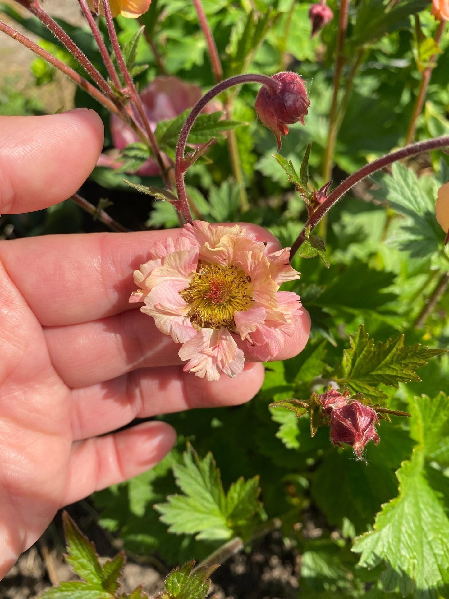 Žiognagė ‘Apricot Pearl’