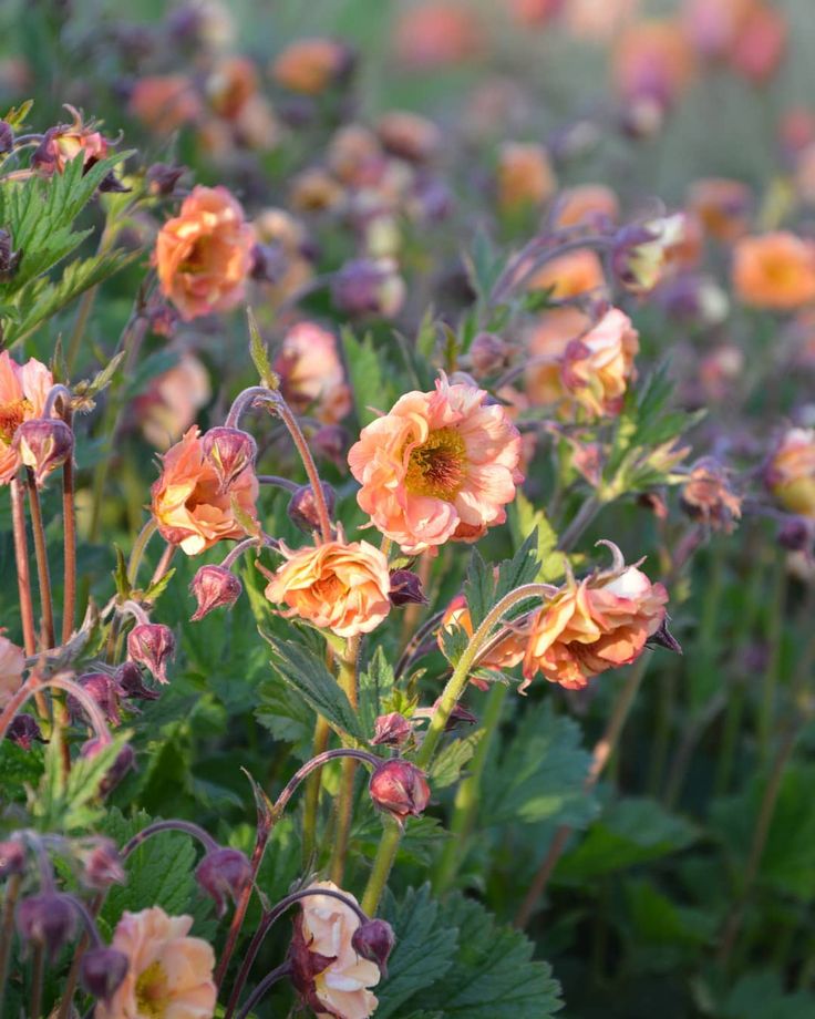 Žiognagė ‘Apricot Pearl’