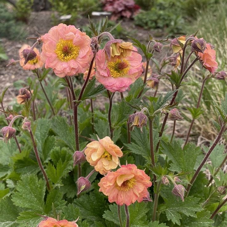 Žiognagė ‘Apricot Pearl’