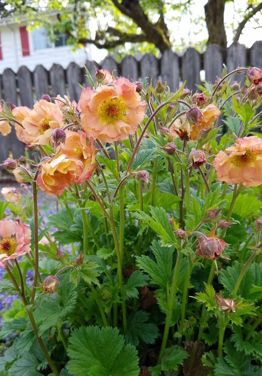 Žiognagė ‘Apricot Pearl’