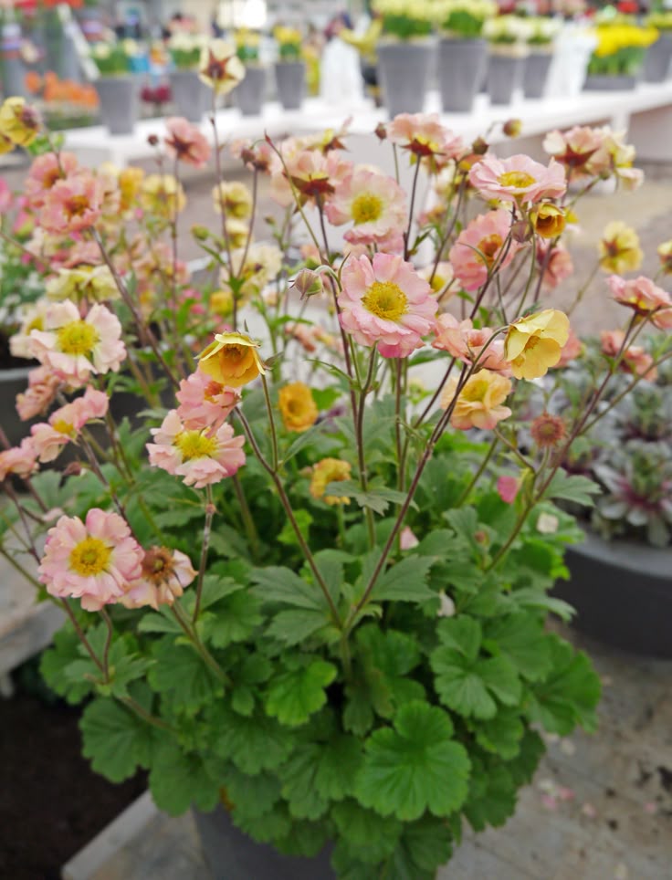 Žiognagė ‘Apricot Pearl’