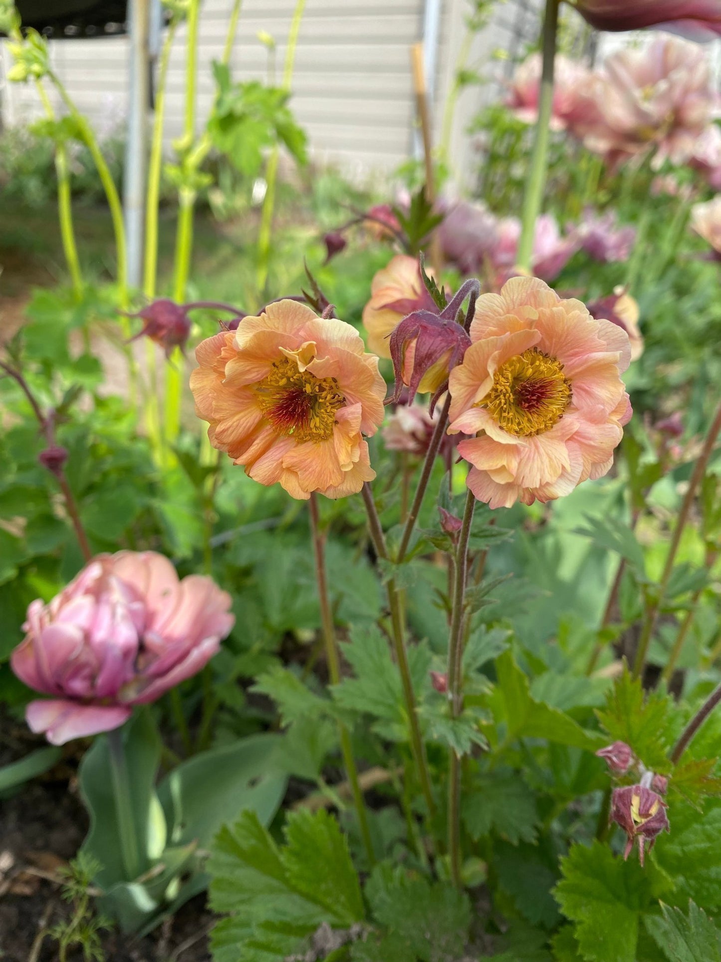 Žiognagė ‘Apricot Pearl’