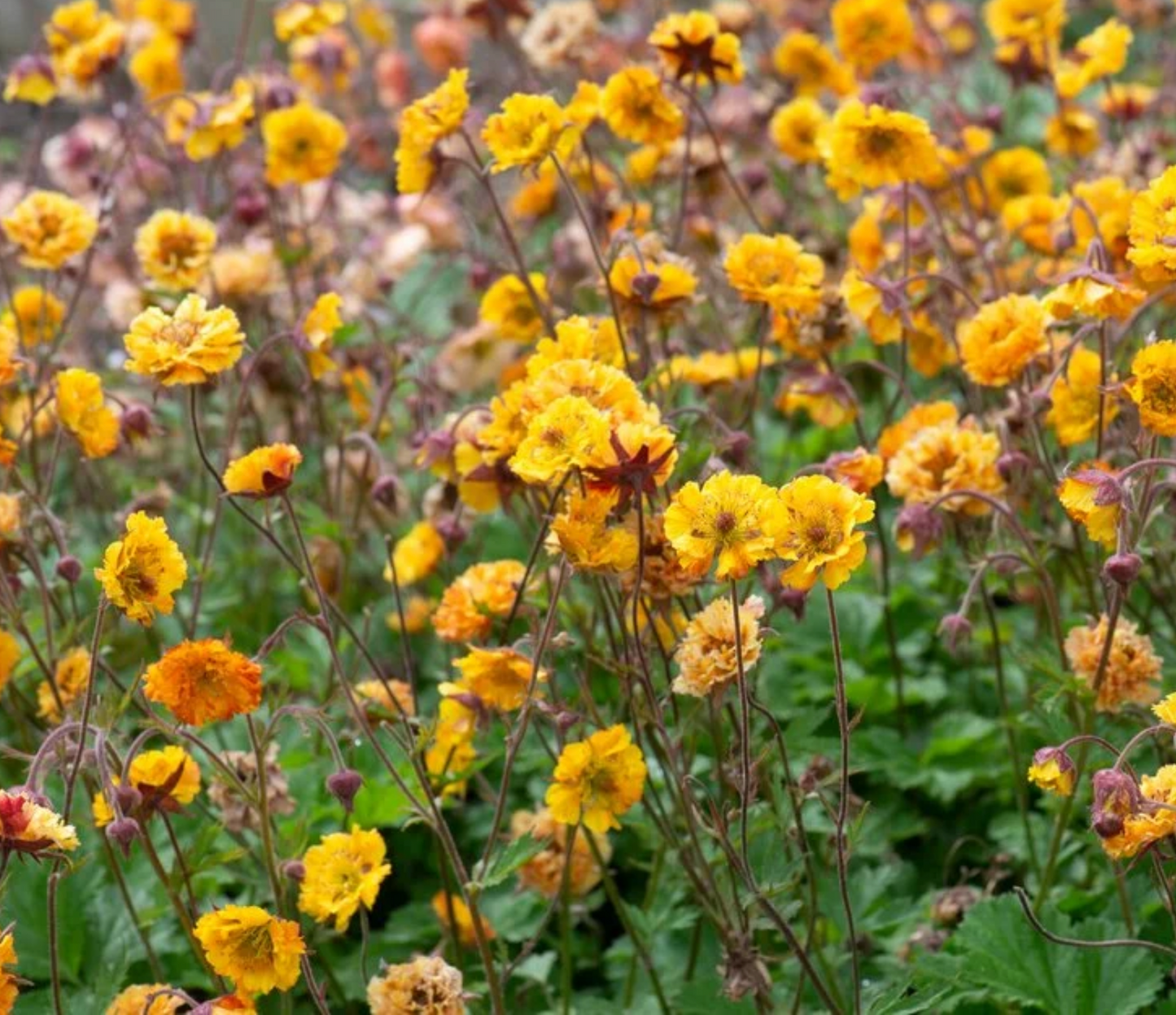 Žiognagė ‘Golden Joy’